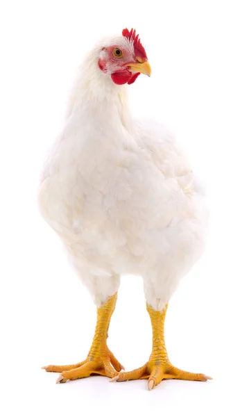 Gallina blanca aislada . — Foto de Stock