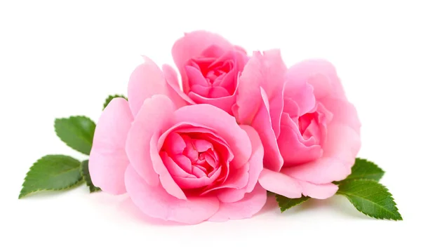 Güzel pembe güller.