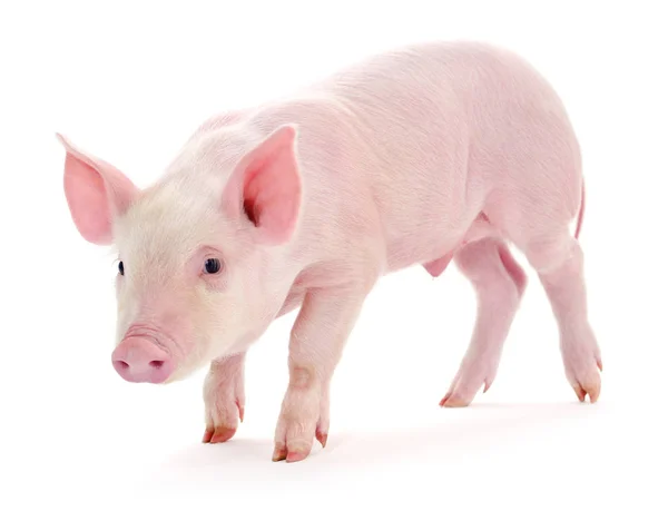 Pig on white — Stock Photo, Image