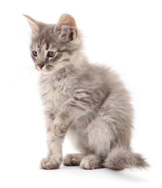 Beyaz zemin üzerinde kedi yavrusu.