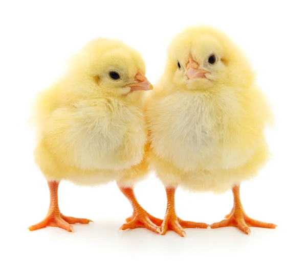 Dos pollos amarillos . — Foto de Stock