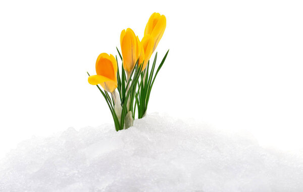 Крокусы и снег
.