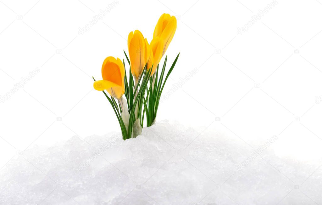 Crocuses and snow.