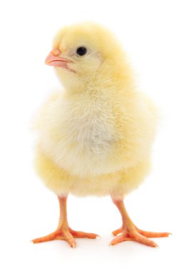 küçük sarı tavuk 