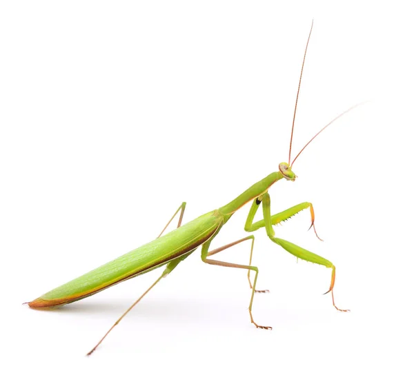 Mantis isolated on white background. — Stock Photo, Image