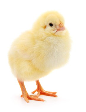 Beyaz arka planda küçük bir tavuk