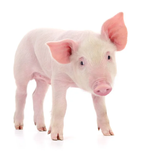 Cerdo Que Está Representado Sobre Fondo Blanco — Foto de Stock