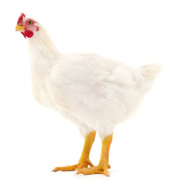 Beyaz tavuk beyaz, stüdyo çekimi