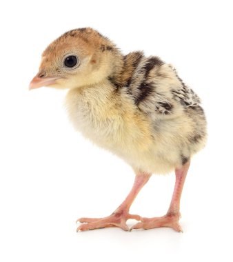 Beyaz arka planda izole edilmiş şirin yeni doğmuş tavuk hindisi..