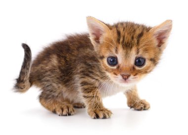 Beyaz arka planda izole edilmiş küçük kahverengi kedi yavrusu.