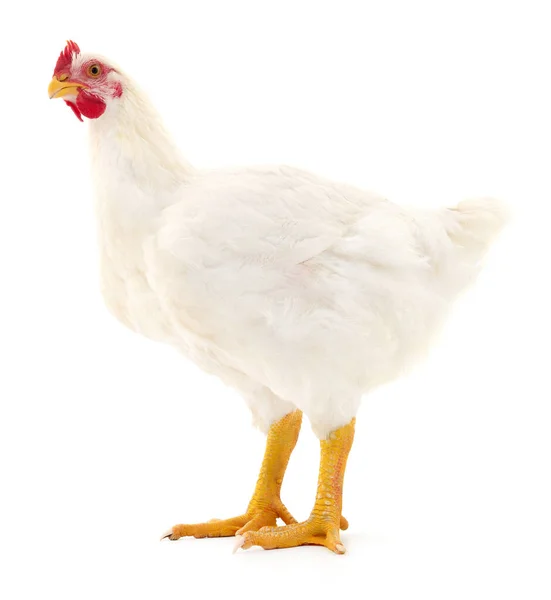 White Hen Isolated White Studio Shot — Stock Photo, Image