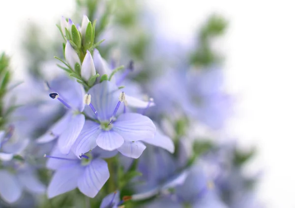 Γκρο Πλαν Μπλε Λουλούδια Φόντο Απομονώνονται Λευκό — Φωτογραφία Αρχείου