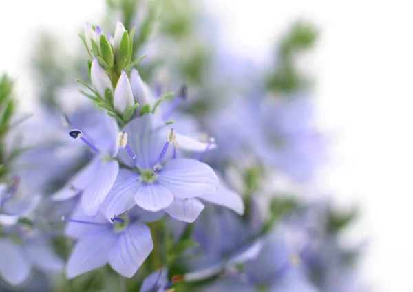 在白色上隔离的特写蓝花背景 — 图库照片