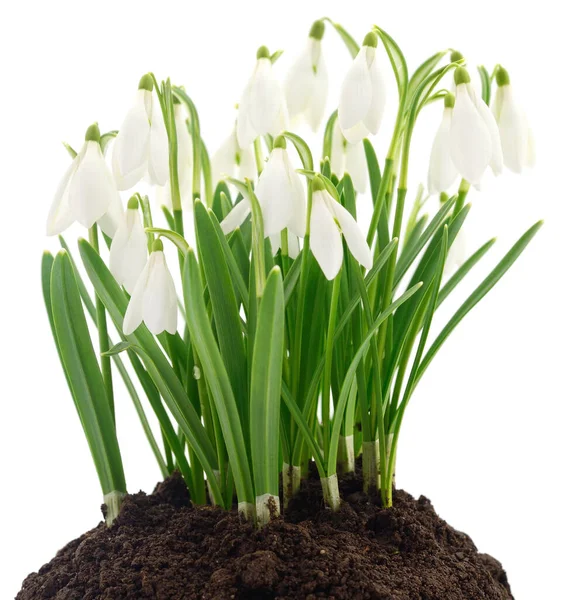 Bahar Kardelen Çiçekleri Beyaz Arkaplanda Izole — Stok fotoğraf