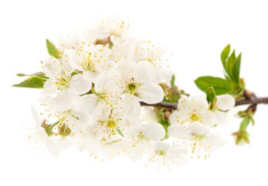 Beyaz bir arka planda kiraz çiçeği açmak