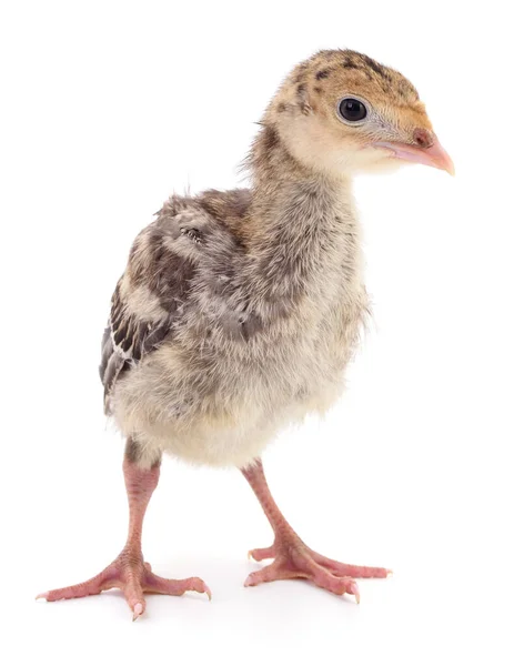 Mignonne Petite Dinde Poulet Nouveau Née Isolée Sur Fond Blanc — Photo