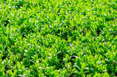 Japon boxwood çalısı - Buxus microphylla