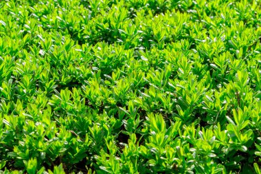 Japon boxwood çalısı - Buxus microphylla