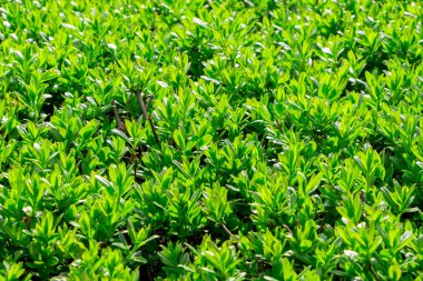 Japon boxwood çalısı - Buxus microphylla