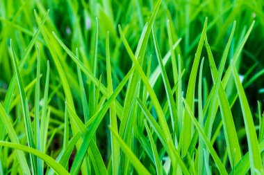 Güzel, sulu, yeşil çimenler. Yakın plan, güneş ışığında.