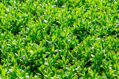 Japon boxwood çalısı - Buxus microphylla
