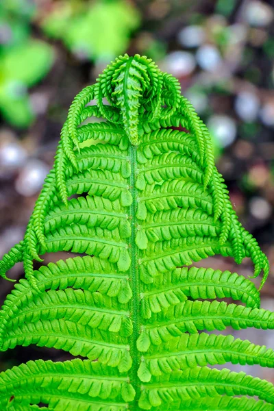Красиве листя папороті зелене листя природний квітковий фон папороті на сонячному світлі — стокове фото