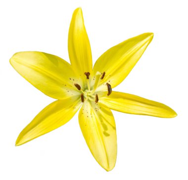  Beyaz arka planda sarı zambak