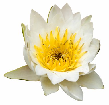 Nilüfer Gölü beyaz arka planda