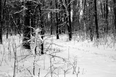 Yol bizi kış ormanının derinliklerine götürür.