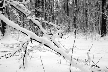 Kış ormanının arka planında karla kaplı dallar