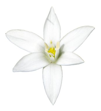 Beyaz arkaplanda Hionodoksa çiçeği