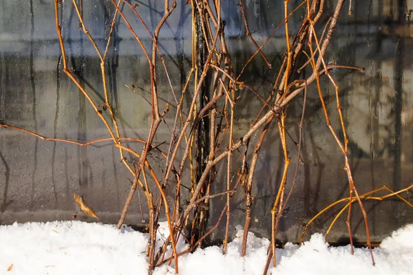 Grenarna av murgröna omgiven av snö reflekteras på en glasyta — Stockfoto