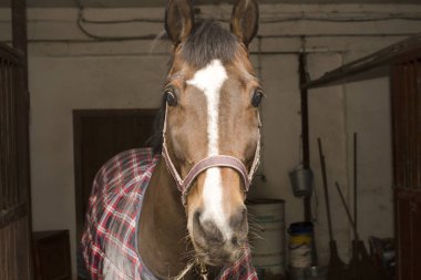 Ahırın koridorundaki kavşaklarda duran Bay Horse 'un ağzı.
