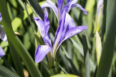   İris sporunun çiçekleri ve yaprakları 