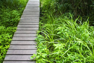 Uzun otlar ve ısırgan otlarıyla kaplanmış bir derenin üzerinde tahta bir köprü.