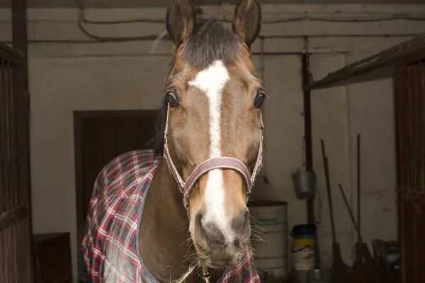 Hocico de un caballo de la bahía, que se encuentra en los cruces en el pasillo estable —  Fotos de Stock