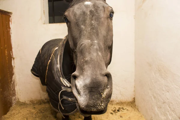 O cavalo está num estábulo e estende o nariz para a câmara. — Fotografia de Stock