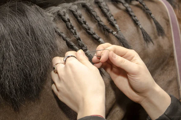 Paardenmanen gevlochten in staarten — Stockfoto