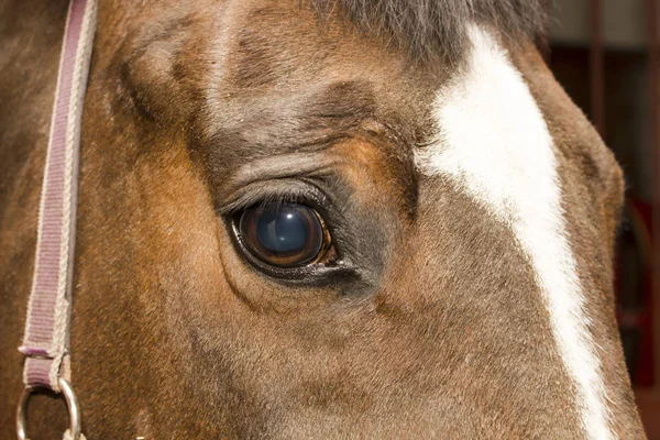 Olho de terno de castanha de cavalo — Fotografia de Stock