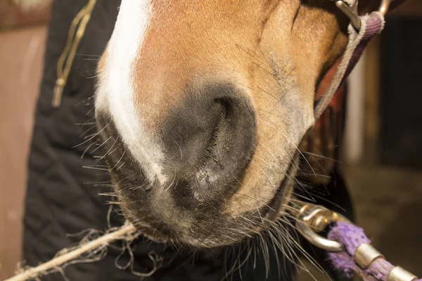 Nose brown horse with white markings is tied at intersections