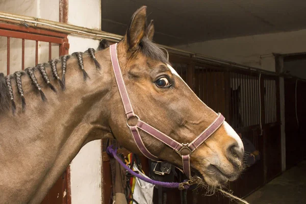 Um cavalo com uma crina trançada é amarrado em cruzamentos — Fotografia de Stock