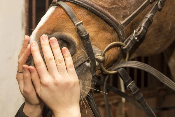 Ze kijkt naar neuspalmen paard, voelt haar adem — Stockfoto