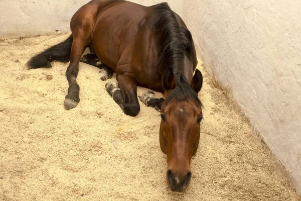 Caballo de acedera está en el serrín en un puesto que cruza su cuello —  Fotos de Stock