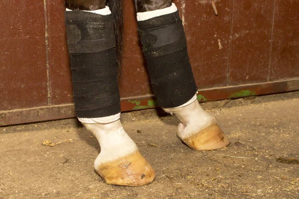 Pernas de couro cavalo de curativo, enfaixado especificamente para treinamento — Fotografia de Stock