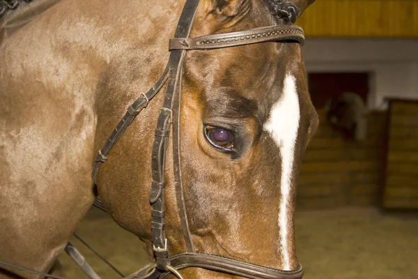 Cabeça de um cavalo em um conjunto de freio — Fotografia de Stock
