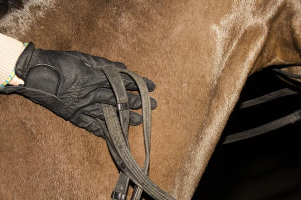 Вершник на долоні рукавички погладжує шию коня — стокове фото