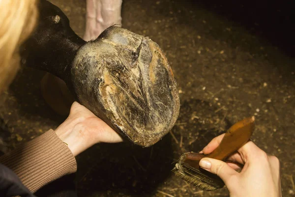 O noivo segura a perna do cavalo revestida com uma pomada transparente de casco — Fotografia de Stock