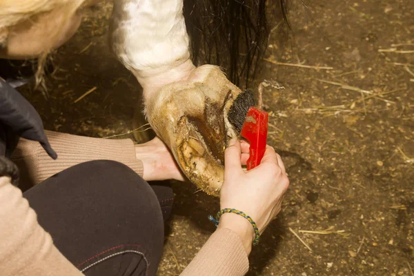 Groom segurando a perna do cavalo limpa o gancho dentro do hoo — Fotografia de Stock