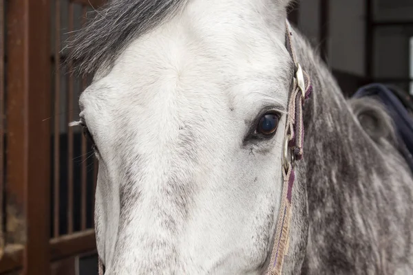 Bocal de um cavalo cinzento em pé em um estábulo — Fotografia de Stock