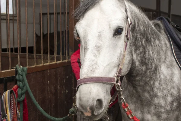 Cavalo selado de terno cinza, fica nas junções nos estábulos — Fotografia de Stock
